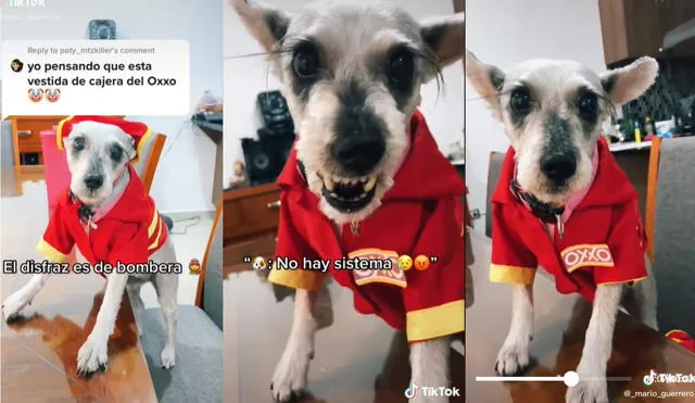 El nuevo disfraz de la perrita Bellis para Halloween ha encantado a los cibernautas. Foto: captura de TikTok
