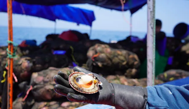 La concha de abanico tiene bastante demanda en el extranjero. Foto: Cite Pesquero