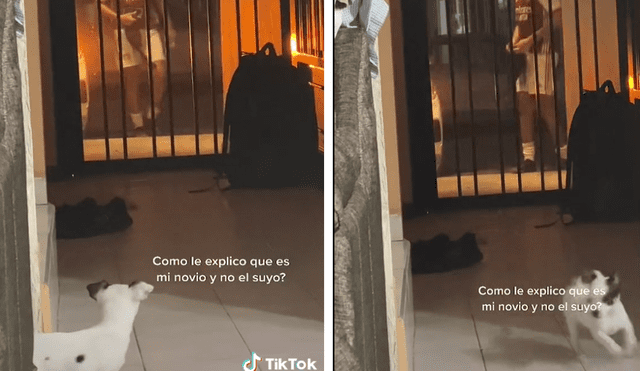 Adorable perrita protagoniza graciosa escena con el novio de su cuidadora. Foto: captura de TikTok