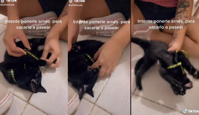 El gatito no se dejaba vestir con el arnés que su dueña le había comprado para sacarlo a pasear. Foto: captura de TikTok