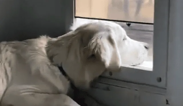 Conmovedora escena muestra el interesante estado de ánimo de un perro mientras observa al exterior. Foto: captura de Twitter