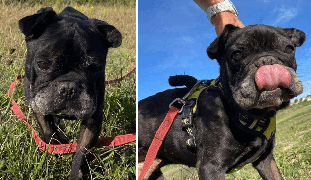 El motivo del abandono del pequeño Hector ha partido el corazón de muchas personas. Foto: composición/SCPA Carcassonne Chiens