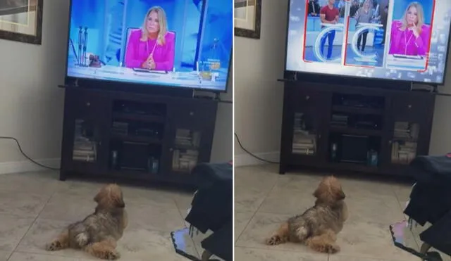 El can había ido hasta donde su dueño estaba y se puso frente al televisor para disfrutar del programa. Foto: captura de TikTok