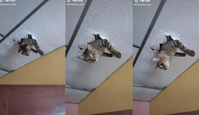 La hilarante escena fue grabada por la dueña de Mimi, quien mostró a su gatita inmovilizada por el drywall. Foto: captura de TikTok