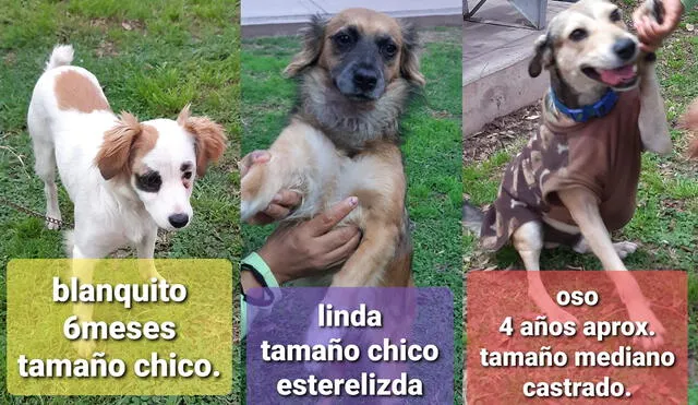 Perritos buscan un hogar con urgencia. Uno ya está castrado y otra esterilizada. Foto: Ana Pimentel