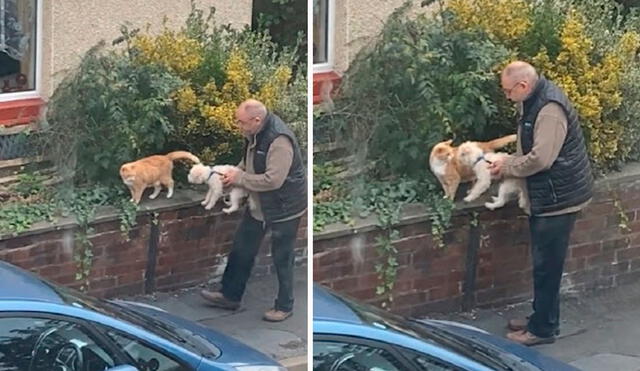 TikTok viral: adulto mayor detiene su paseo para que su perro conozca a un gato callejero y sean ‘amigos’