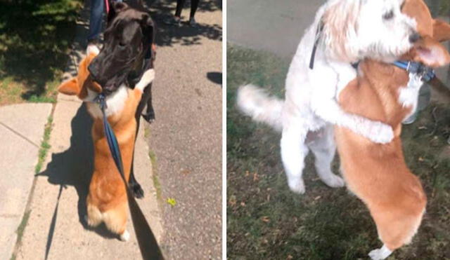 Todos los días, el perrito se detiene en medio del parque para demostrar su cariño a otros canes al rodearlos con sus patas delanteras. Foto: Noah Raminick/ Facebook