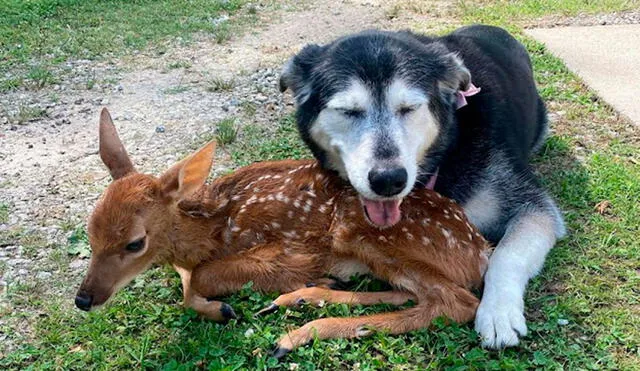 Una perrita descubrió que un indefenso animal ingresó a su casa a escondidas, pero en vez de botarlo, lo cuidó al conocer que estaba enfermo. Foto: Pat Pollifrone Music/ Instagram