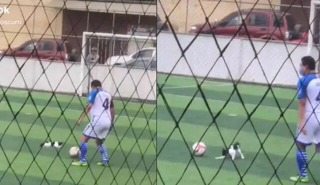 Los asistentes del partido grabaron la divertida escena donde el gatito 'pateaba' la pelota de fútbol. Foto: captura de TikTok