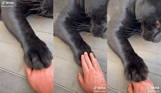 El felino cautivó a miles de usuarios con la tierna interacción que realizó con el hombre. Foto: captura de TikTok