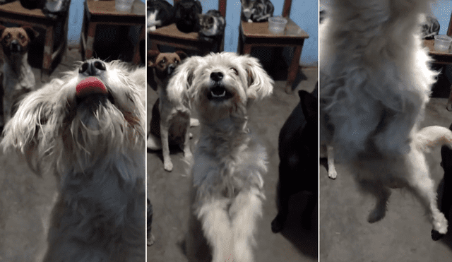 La actuación de un simpático perrito fue filmada e hizo reír a más de un usuario en TikTok. Foto: captura de TikTok