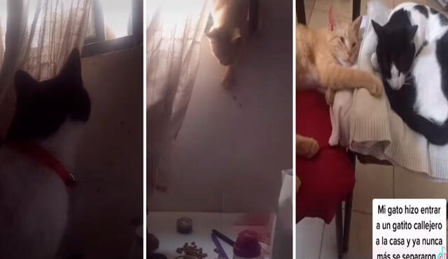 Una joven grabó el preciso momento en que su adorable mascota permitió el ingreso de otro felino a su casa, debido a que ambos eran ‘grandes amigos’. Foto: captura de Facebook