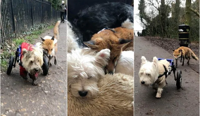 Ambos animalitos han generado un fuerte vínculo, a tal punto que se han convertido en casi inseparables. Foto: captura de video / Instagram