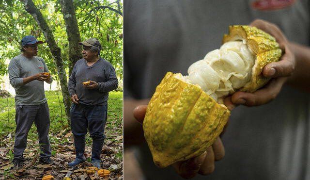 La empresa recibe el cacao de los agricultores de la zona de La Convención. Foto: La Ibérica