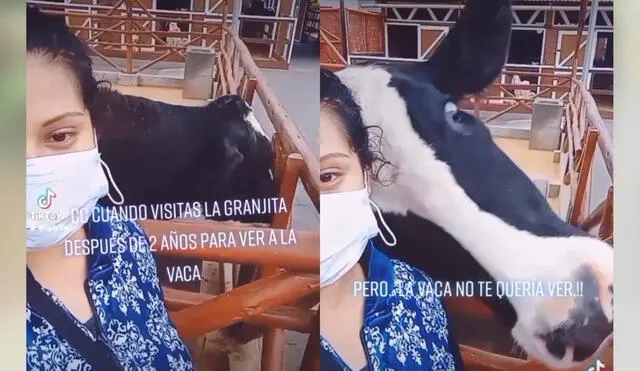 Vaca estaba siendo alimentada cuando mira a la mujer y no duda en golpearle la cabeza. Foto: captura de TikTok