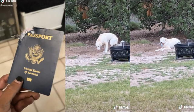 El perrito se mostró arrepentido por lo que había hecho al pasaporte de su dueño. Foto: captura de TikTok