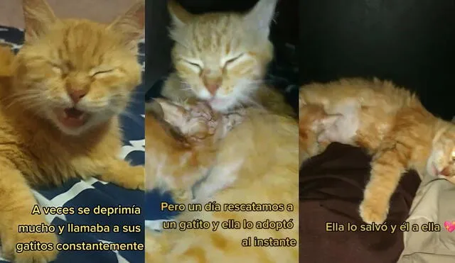 La gatita pasaba sus días deprimida por la pérdida de sus mininos. Foto: captura de TikTok
