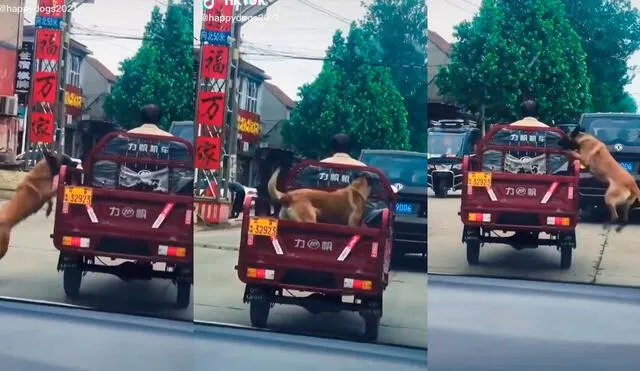 El can aprovechó la oportunidad para divertirse a su manera mientras el vehículo seguía avanzando. Foto: captura de TikTok