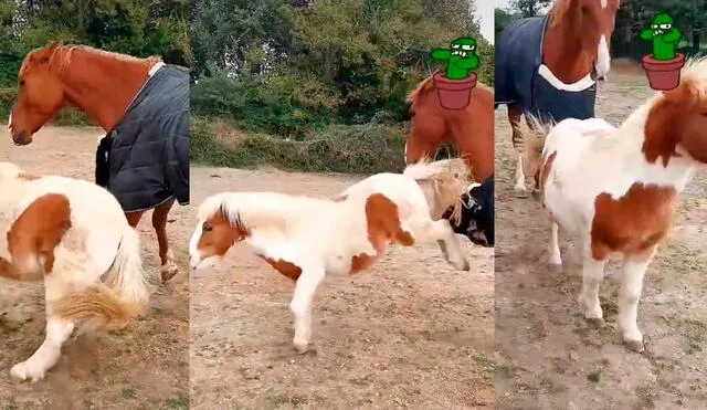 El pony no soportó que su 'amigo' caballo se llevara toda la atención, por ello reacciona de una forma graciosa que hizo reír a miles de cibernautas. Foto: captura de TikTok