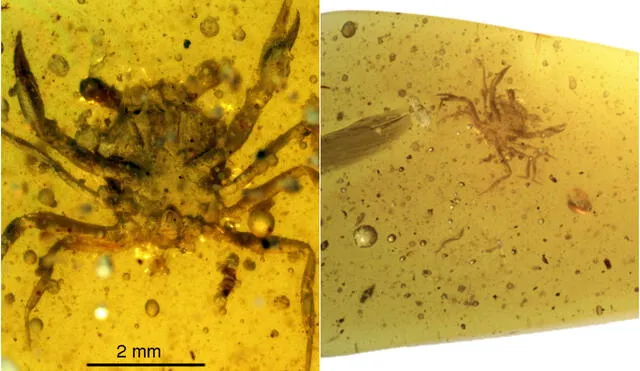 'Cretapsara athanata' es el fósil de cangrejo más antiguo y mejor conservado jamás hallado. Foto: Javier Luque / Lida Xing
