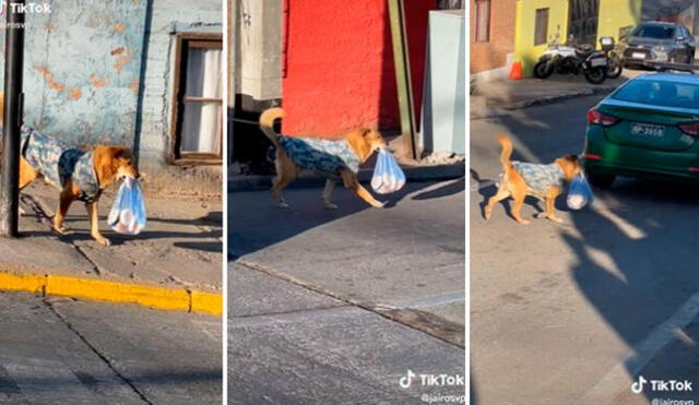 El animal impresionó a miles de internautas en redes sociales. Foto: captura de TikTok