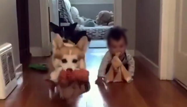 Un pequeño infante es visto con los juguetes de sus mascotas. Foto: captura de Twitter