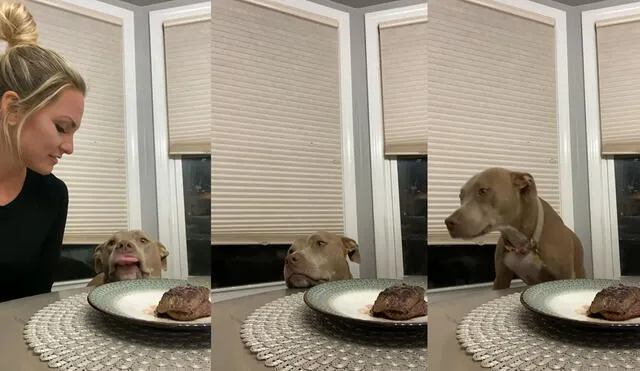 El adorable canino no miró en ningún momento el plato de bistec. Foto: captura de YouTube