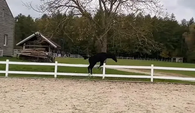 Según el dueño, saltar tan alto no es un comportamiento típico de los caballos de doma. Foto: captura de YouTube