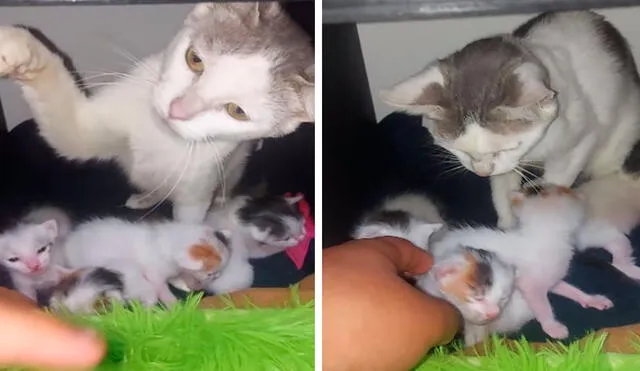 Una joven se llevó una tremenda sorpresa cuando descubrió que su ‘nueva compañera’ dio a luz unos cuatro gatitos, por lo que no dudó en cuidarlos. Foto: captura de Facebook