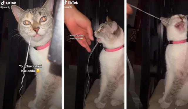 TikTok viral: piensa que su gatita jugaba con un trozo de papel, pero descubre que en realidad se lo comía