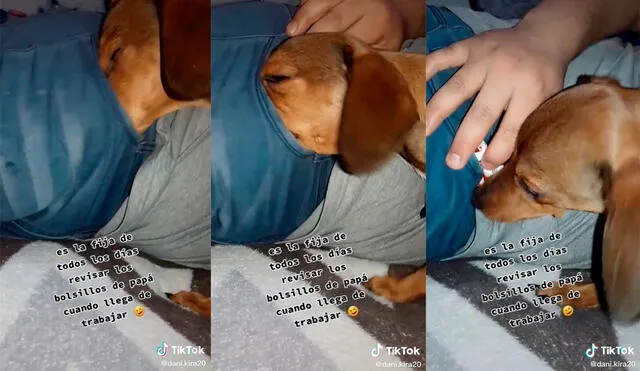 El can logró divertir a miles de usuarios con su insólito comportamiento. Foto: captura de TikTok
