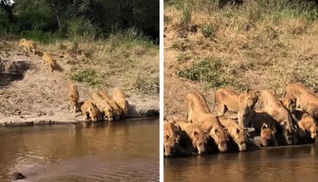 Testigos filmaron a unos leones mientras calmaban su sed en un río. Foto: composición/capturas de Facebook