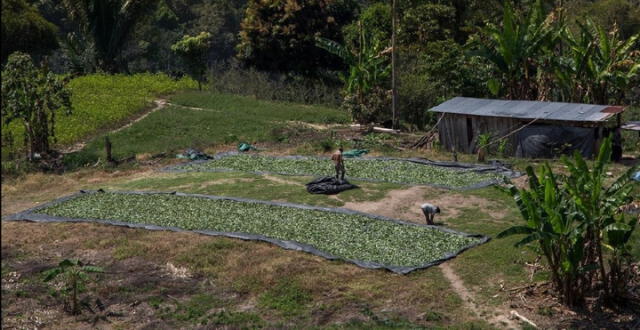 Solo el 10% de la producción de la hoja de coca es adquirida por la Empresa Nacional de la Coca (Enaco). Foto: Municipalidad de Kimbiri.