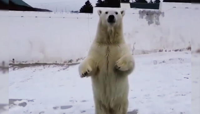 Filman a un oso polar en un zoológico de Rusia. Foto: captura de YouTube