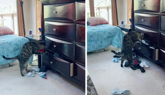 Un video de TikTok protagonizado por un curioso gato sorprende a los internautas. Foto: composición/capturas de TikTok