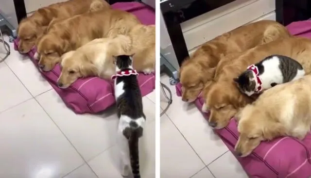 Un gato se sumó a la hora de la siesta de tres caninos. Foto: composición/capturas de TikTok
