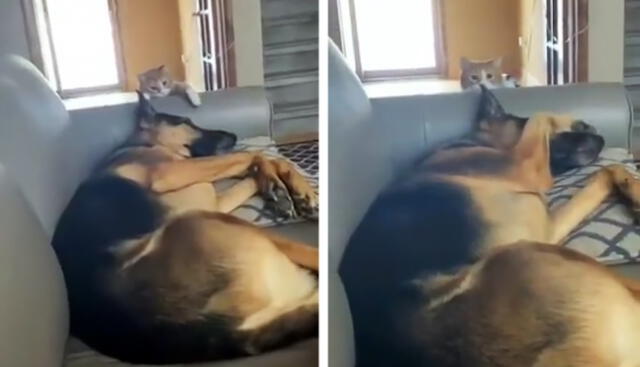 Mientras el perro dormía, un gato lo miraba fijamente. Foto: captura de Instagram