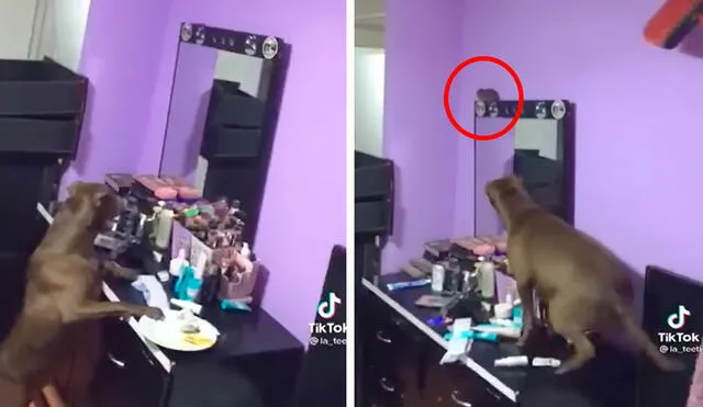 TikTok viral: perrita trata de capturar a una rata que invadió su casa, pero termina en un desastre
