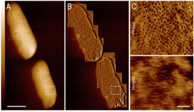 Escaneos de microscopía de la membrana externa de bacteria. Foto: Benn et al., PNAS, 2021