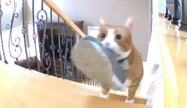 El felino se despertaba temprano para acomodar las zapatillas de su dueño al costado de su cama. Foto: captura de TikTok