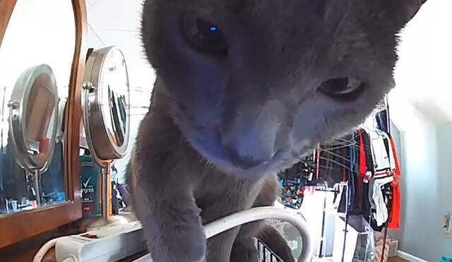 El nombre de este curioso gatito es Schrute. Foto: captura de YouTube
