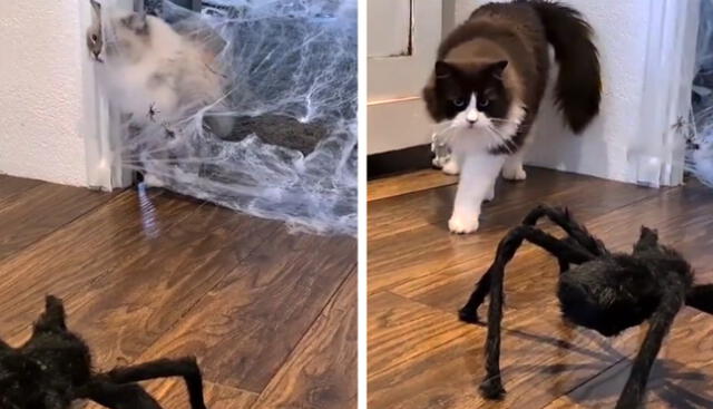 El hogar de dos gatos se ve 'invadido' por 'telarañas' y un 'arácnido'. Foto: captura de Instagram / @timo_the_ragdoll_cat