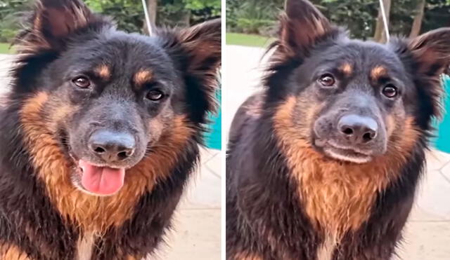 TikTok viral: perro se pone nervioso al creer que se lo iban a comer, pero todo era broma de su dueño