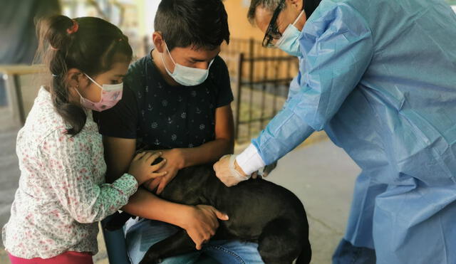 Brigadas de salud vacunarán casa por casa contra la rabia en Cerro Colorado. Foto: Geresa Arequipa.