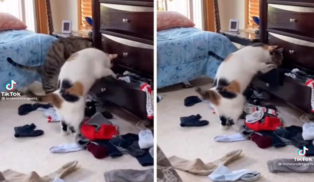 TikTok viral: deja a sus gatos en su habitación y al regresar los descubre en una terrible escena