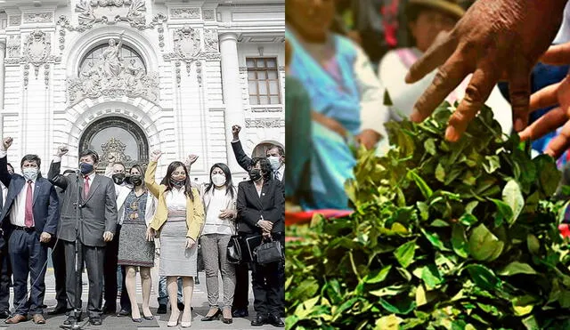 Perú Libre busca considerar “lícitos” los cultivos de hoja de coca que tengan “fines de comercialización e industrialización”. Foto: La República/difusión