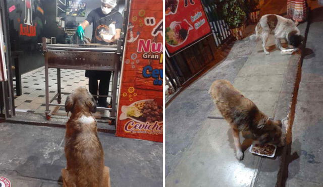 El dueño de este local suele recolectar algunos restos de comida y los reparte entre los perritos callejeros de la zona. Foto: captura de Facebook