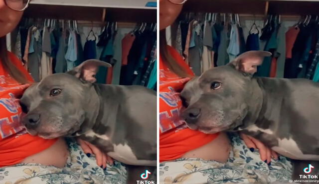 TikTok viral: perrito se acuesta en la barriga de su dueña para cuidarla durante su embarazo