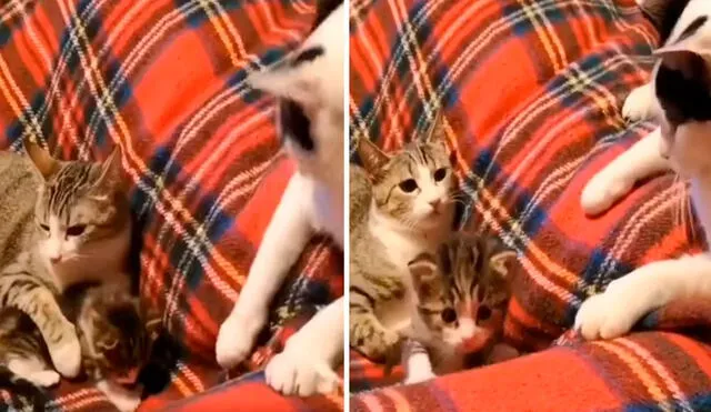 Una gatita no toleró que su ‘amiga’ aproveche su distracción para pegarle a su cría de poco tiempo de nacida y le dio una lección. Foto: captura de YouTube