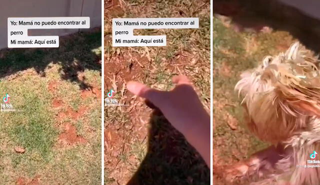 TikTok viral: pide ayuda a su mamá para buscar a su perrito y lo encuentran en el lugar menos pensado. Foto: captura de TikTok